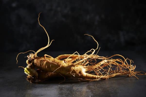 Panax ginseng