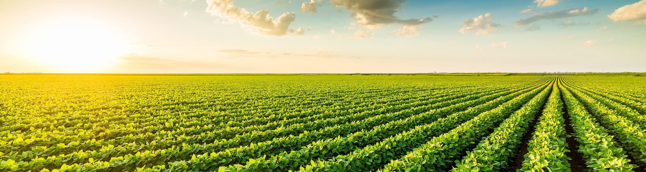 ic sayfa banner gorselleri tarla6 1 min scaled | About Us